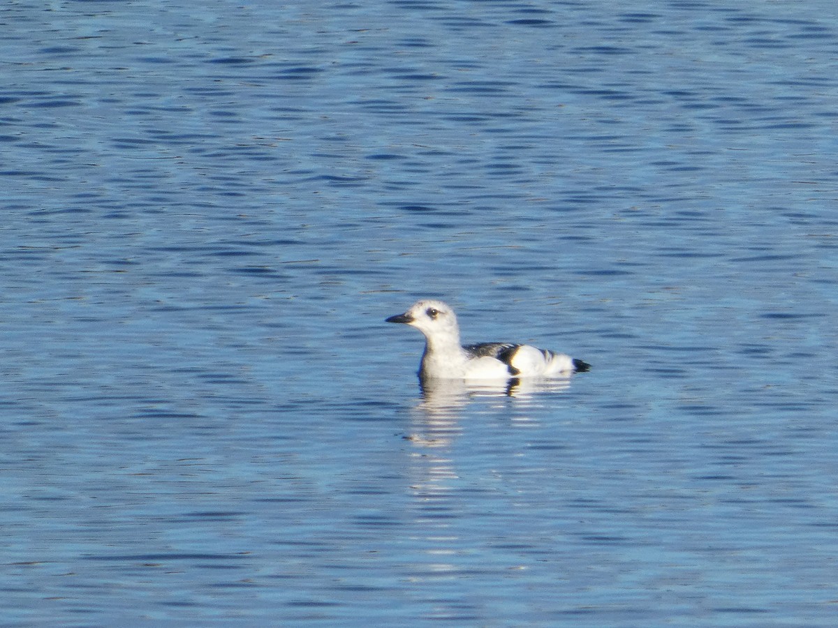 Black Guillemot - ML645791889