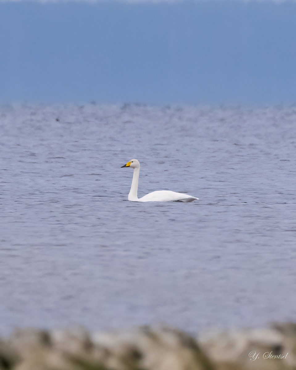 Whooper Swan - ML645791910