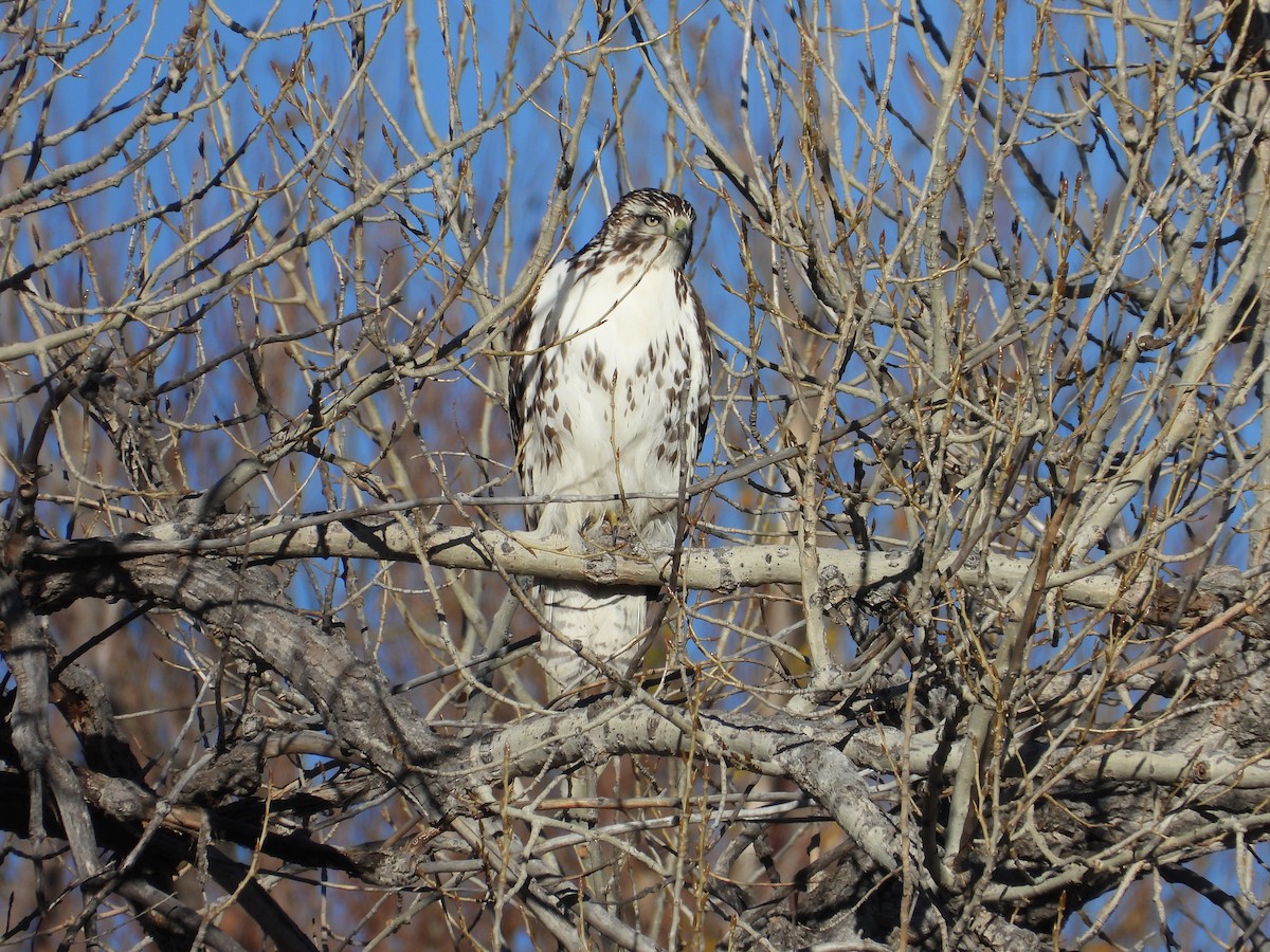 דורס יום בלתי-מזוהה (עקב) - ML645791924