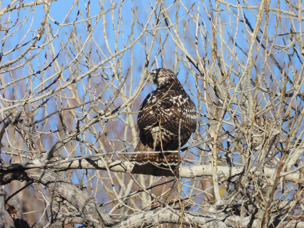 דורס יום בלתי-מזוהה (עקב) - ML645791925