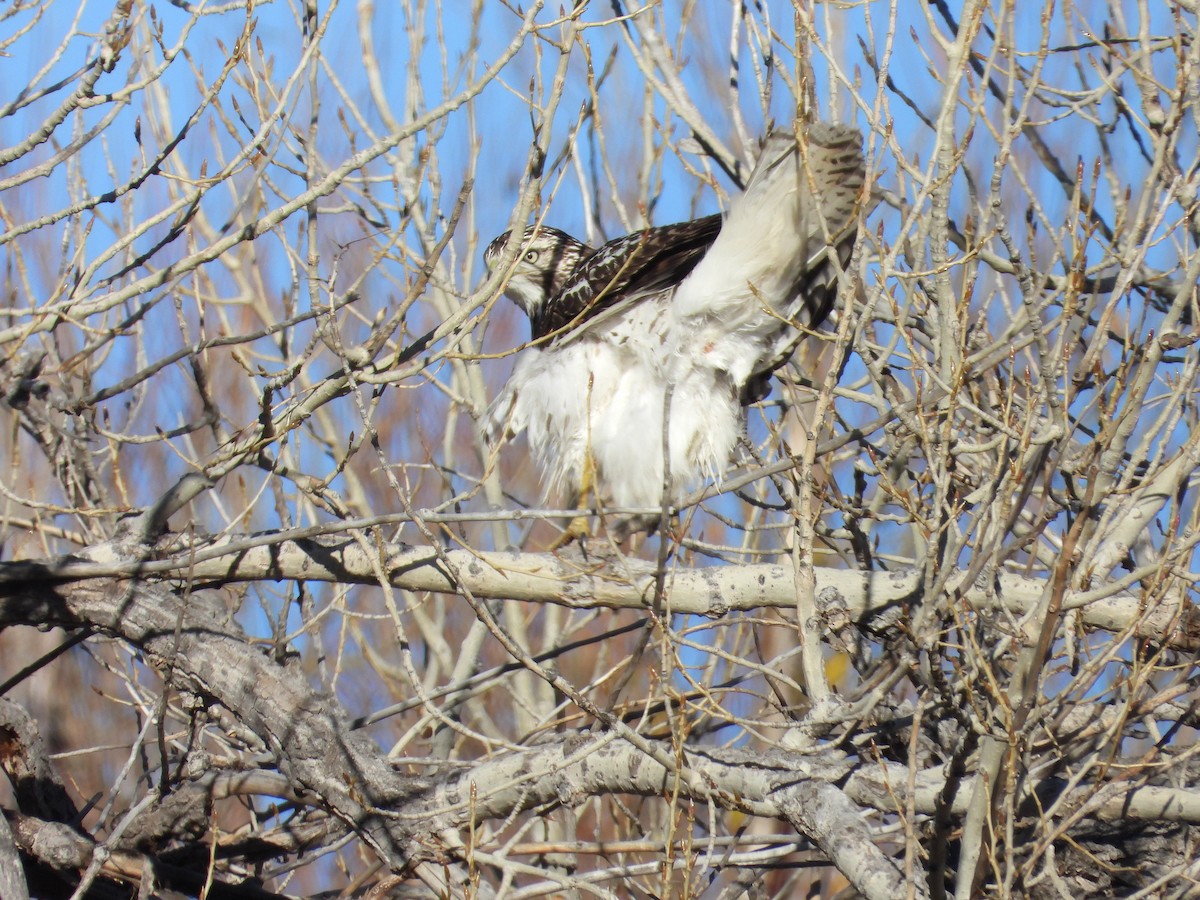 דורס יום בלתי-מזוהה (עקב) - ML645791926