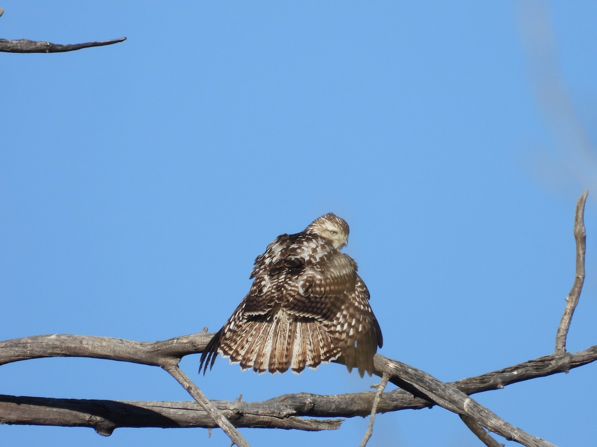 דורס יום בלתי-מזוהה (עקב) - ML645791927