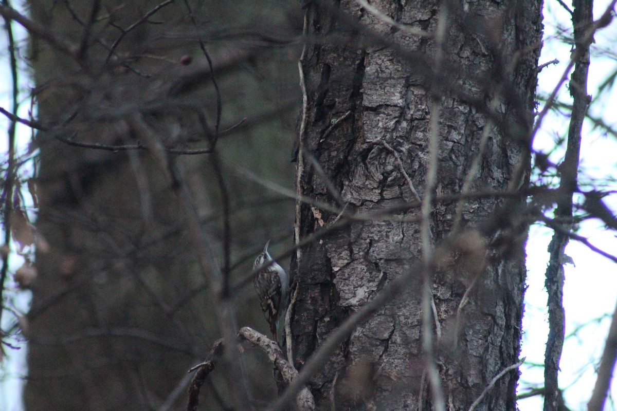 Short-toed Treecreeper - ML645791928