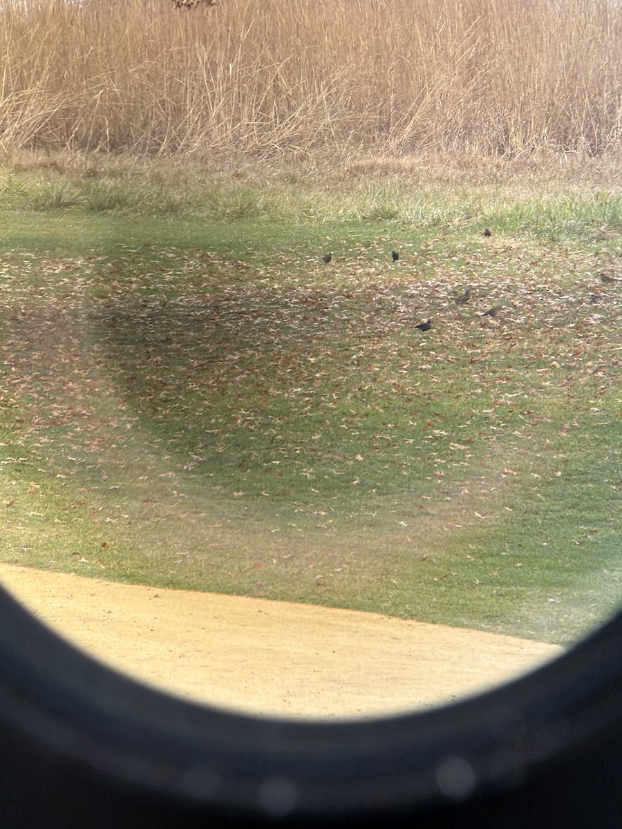 Rusty Blackbird - ML645791930