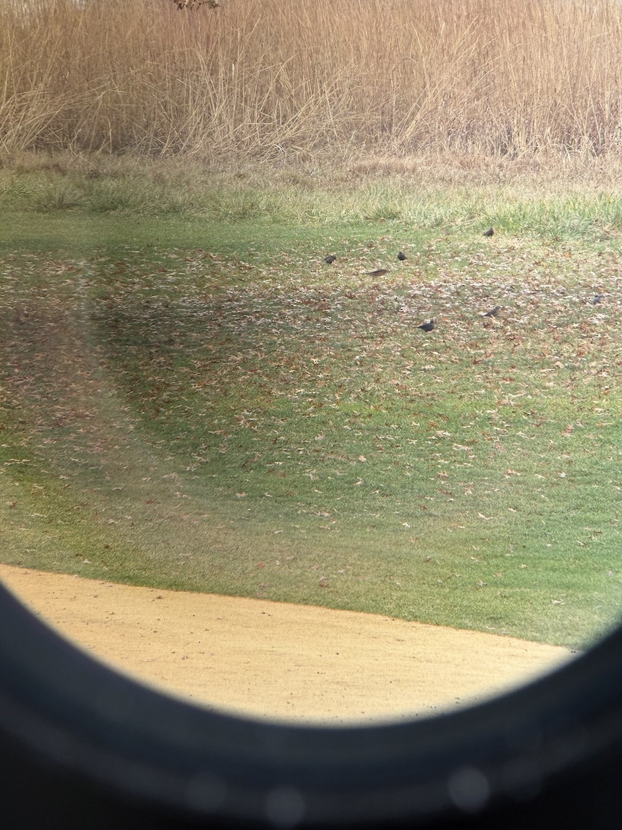 Rusty Blackbird - ML645791931
