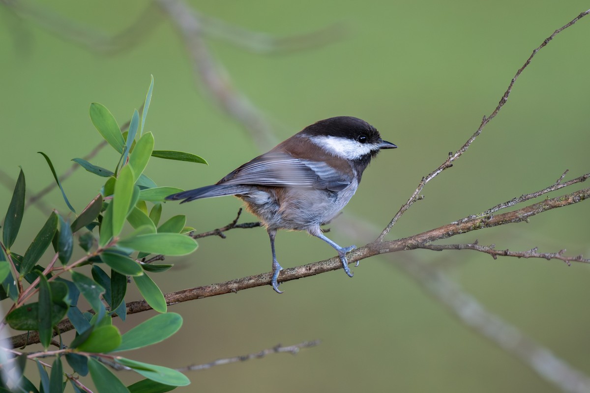 Chestnut-backed Chickadee - ML645791932