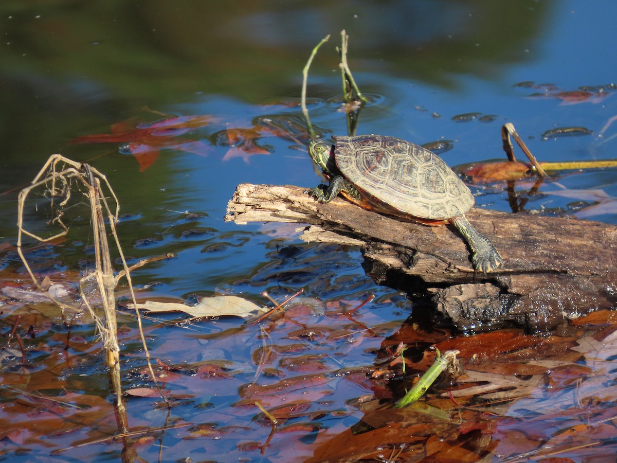 Common Box Turtle - ML645791943