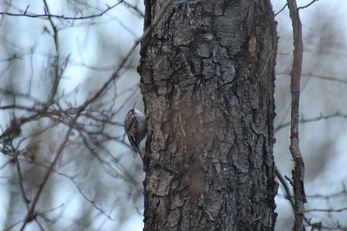 Short-toed Treecreeper - ML645791946
