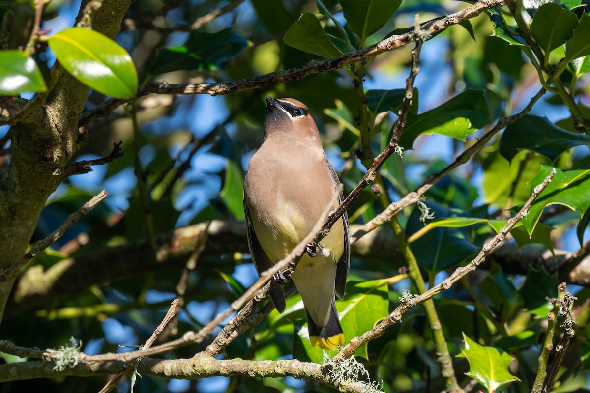 Cedar Waxwing - ML645791950