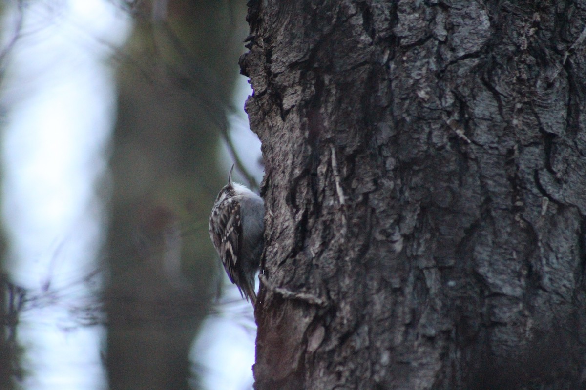 Short-toed Treecreeper - ML645791954