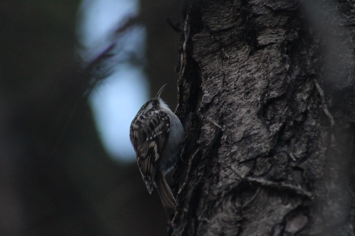 Short-toed Treecreeper - ML645791973