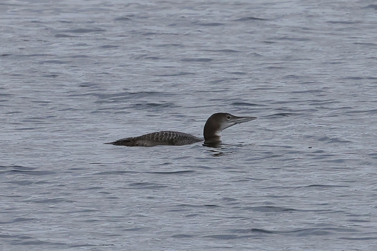Common Loon - ML645791975