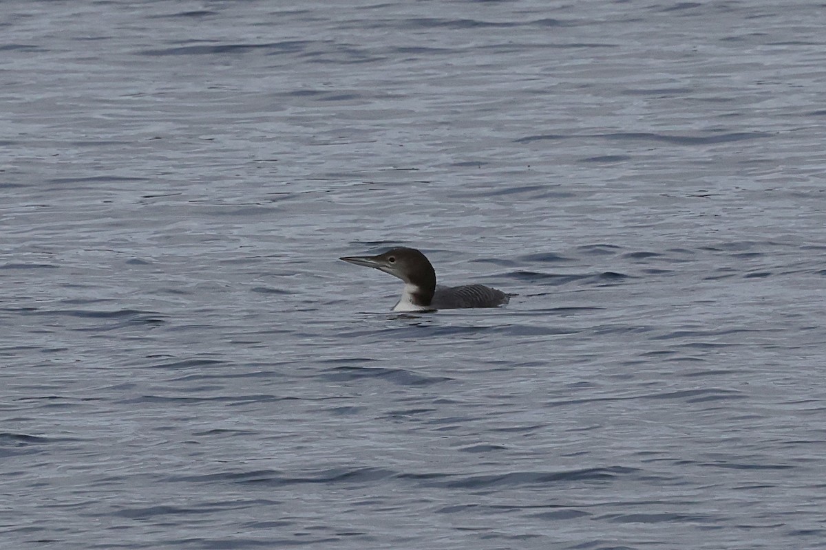 Common Loon - ML645791976