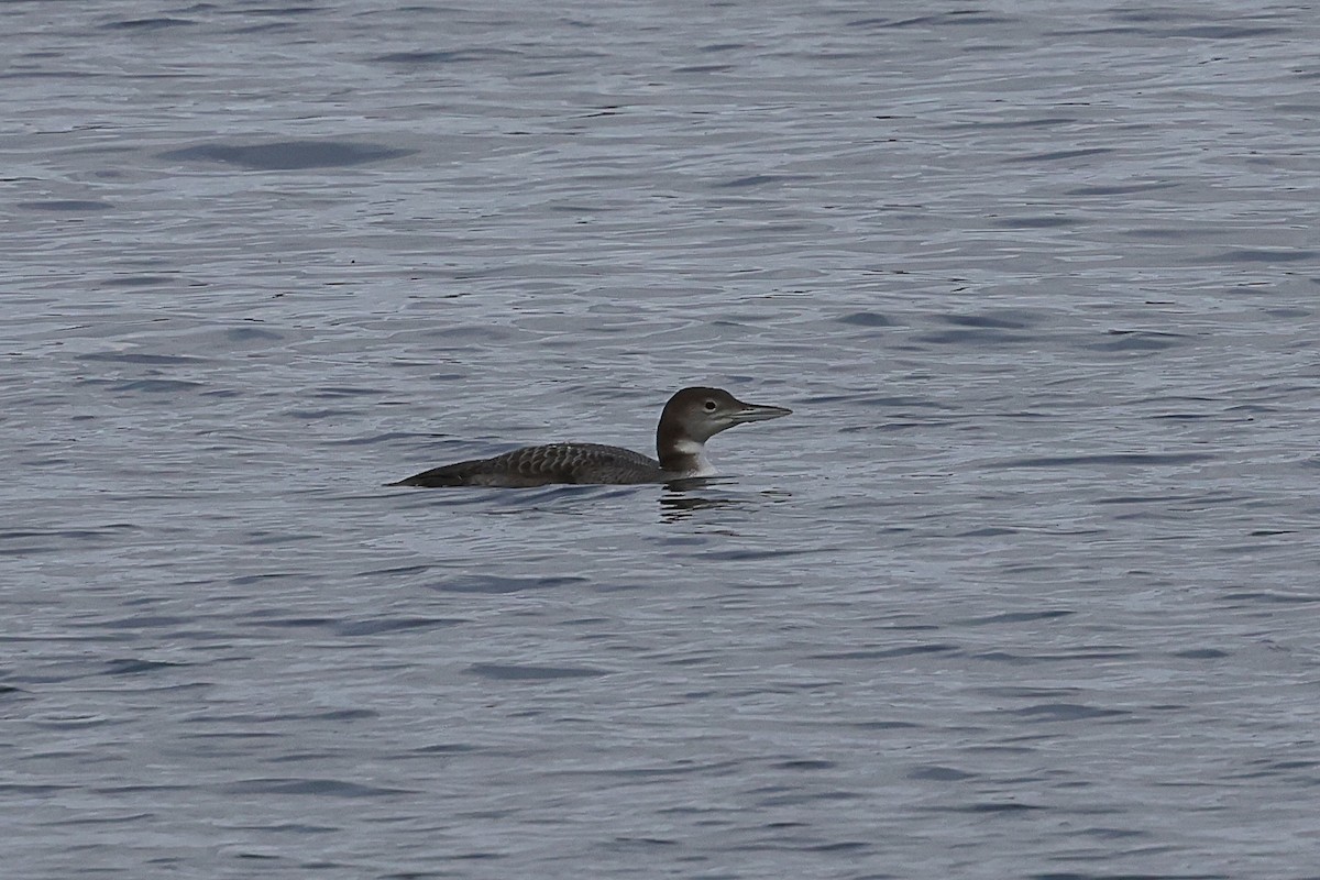 Common Loon - ML645791977