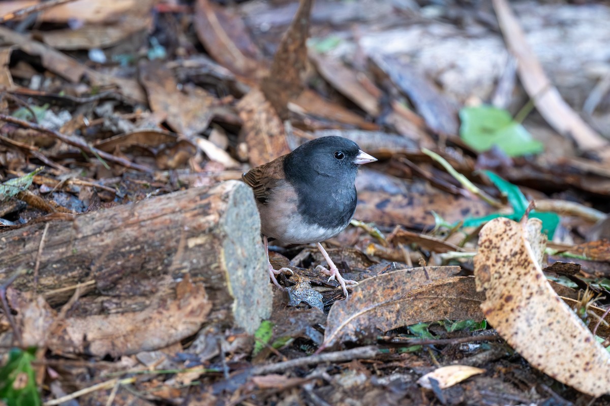 Dark-eyed Junco (Oregon) - ML645791980