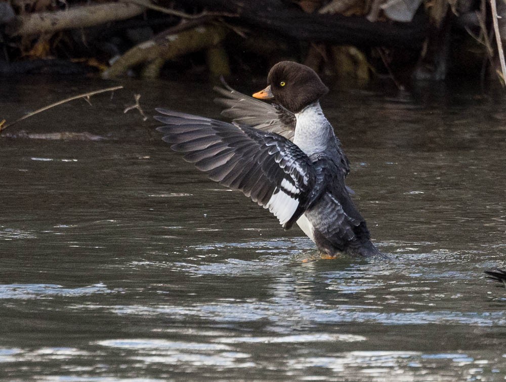 Murgilari islandiarra - ML645791981