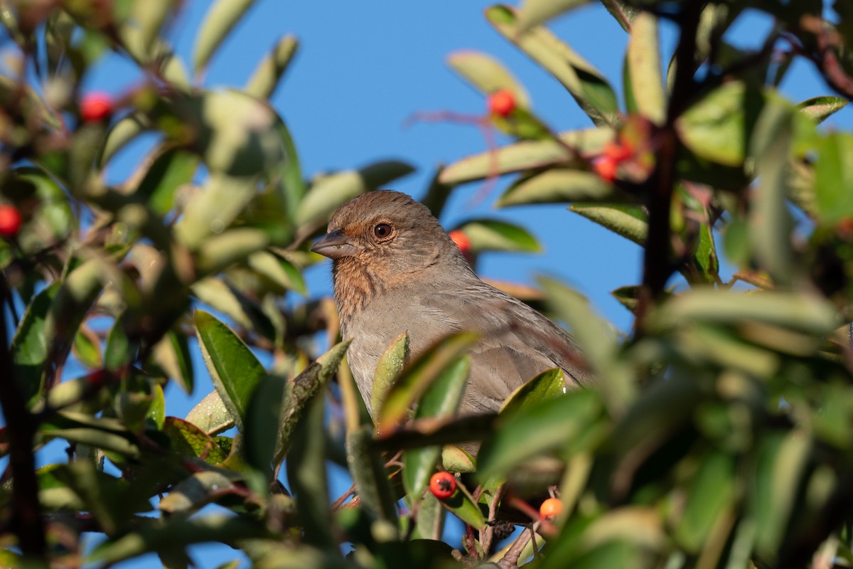 California Towhee - ML645791987