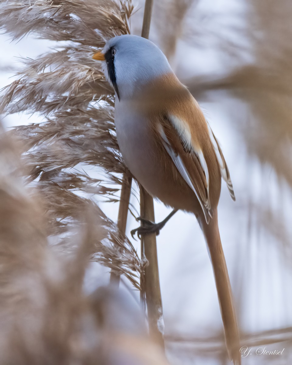 Bearded Reedling - ML645791988
