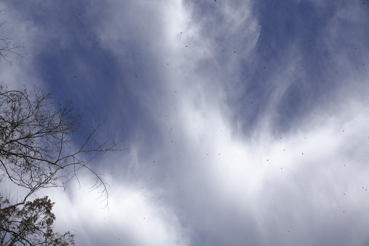 Common Grackle - ML645791992