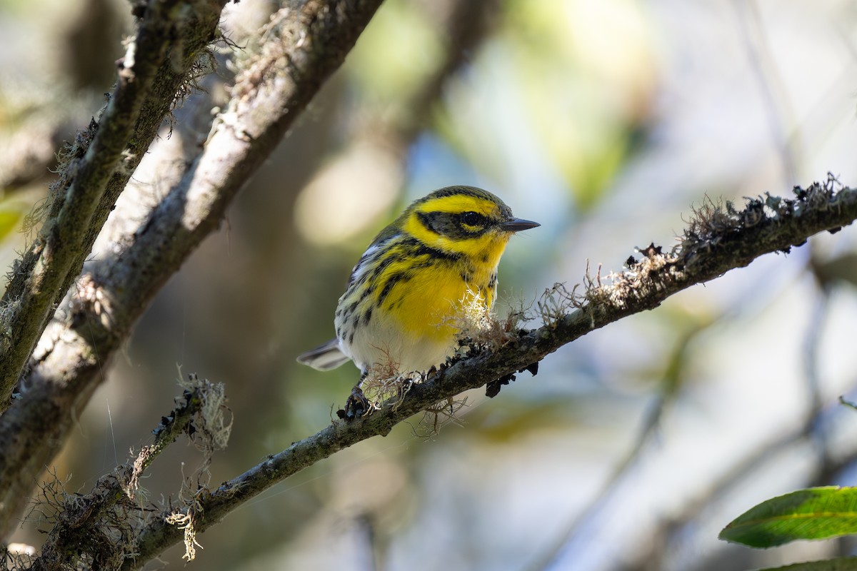 Townsend's Warbler - ML645791994