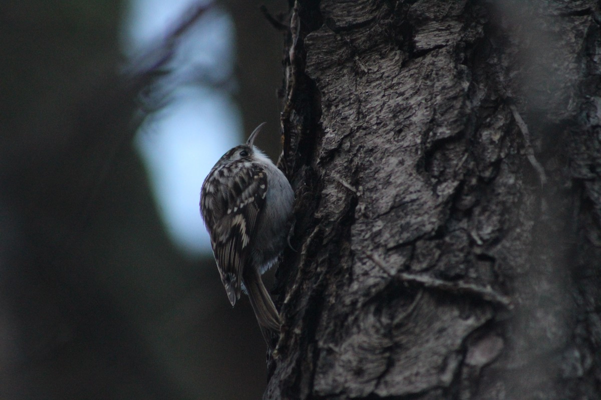 Short-toed Treecreeper - ML645791995