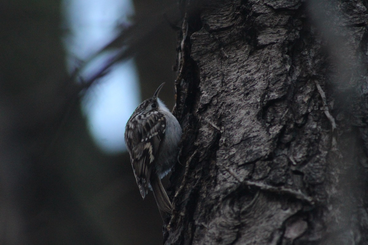 Short-toed Treecreeper - ML645792012