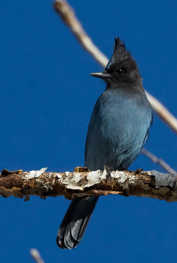 Steller's Jay - ML645792015