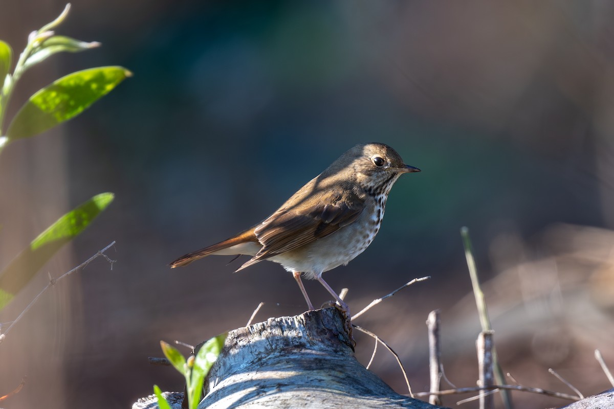 Hermit Thrush - ML645792016