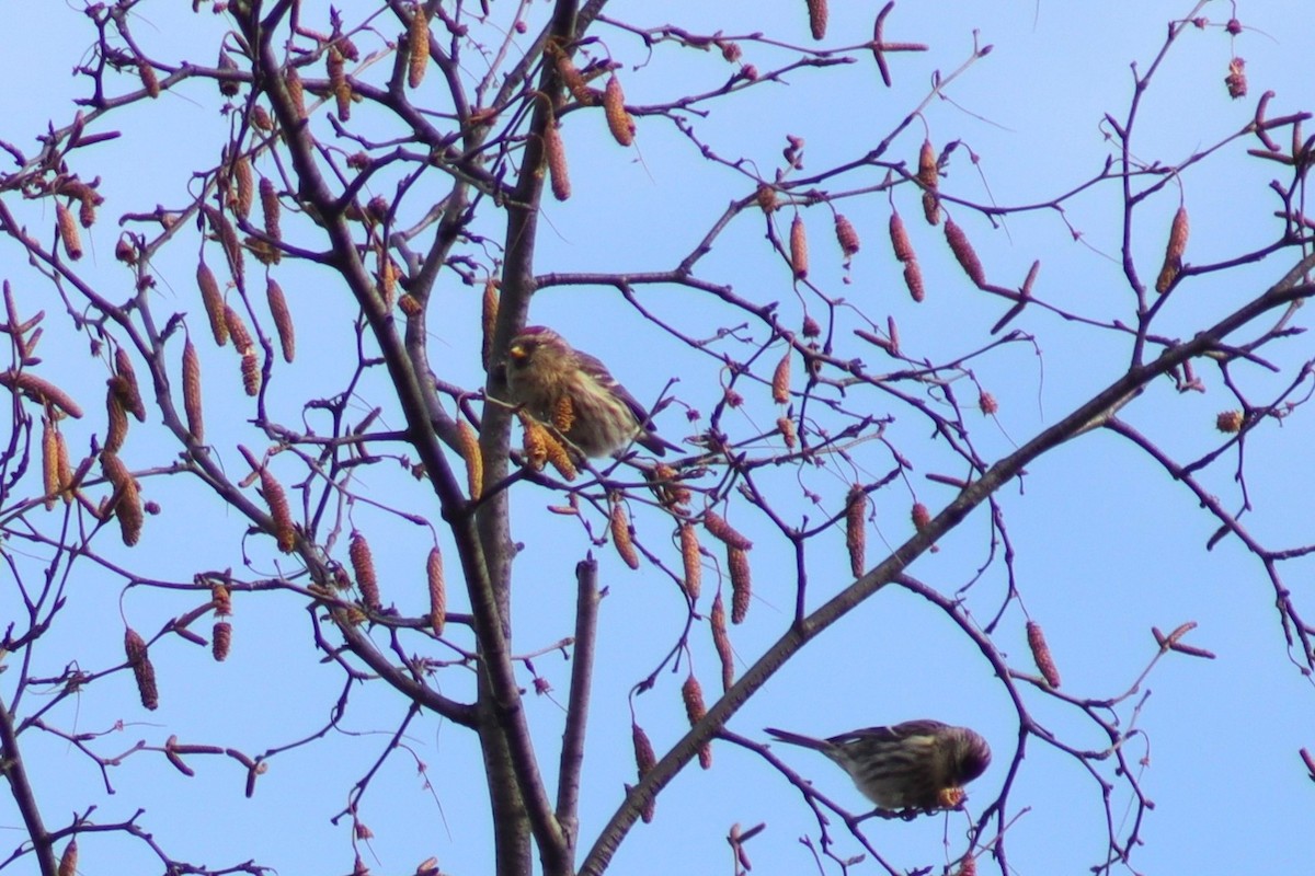 普通朱頂雀 - ML645792017