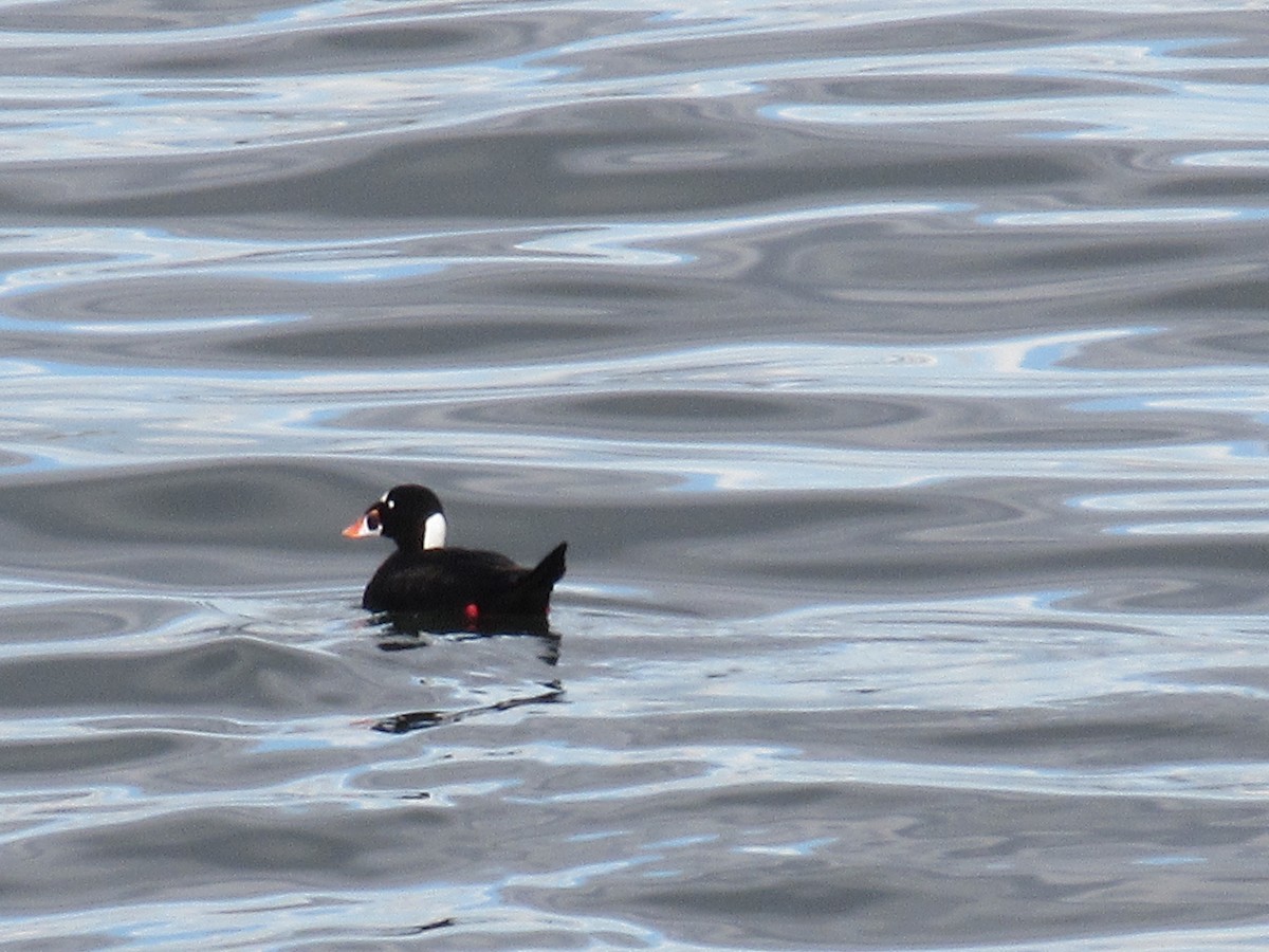 Surf Scoter - ML645792019