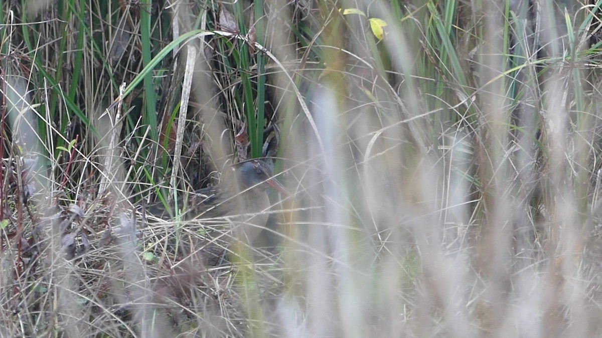 Пастушок віргінський - ML645792022