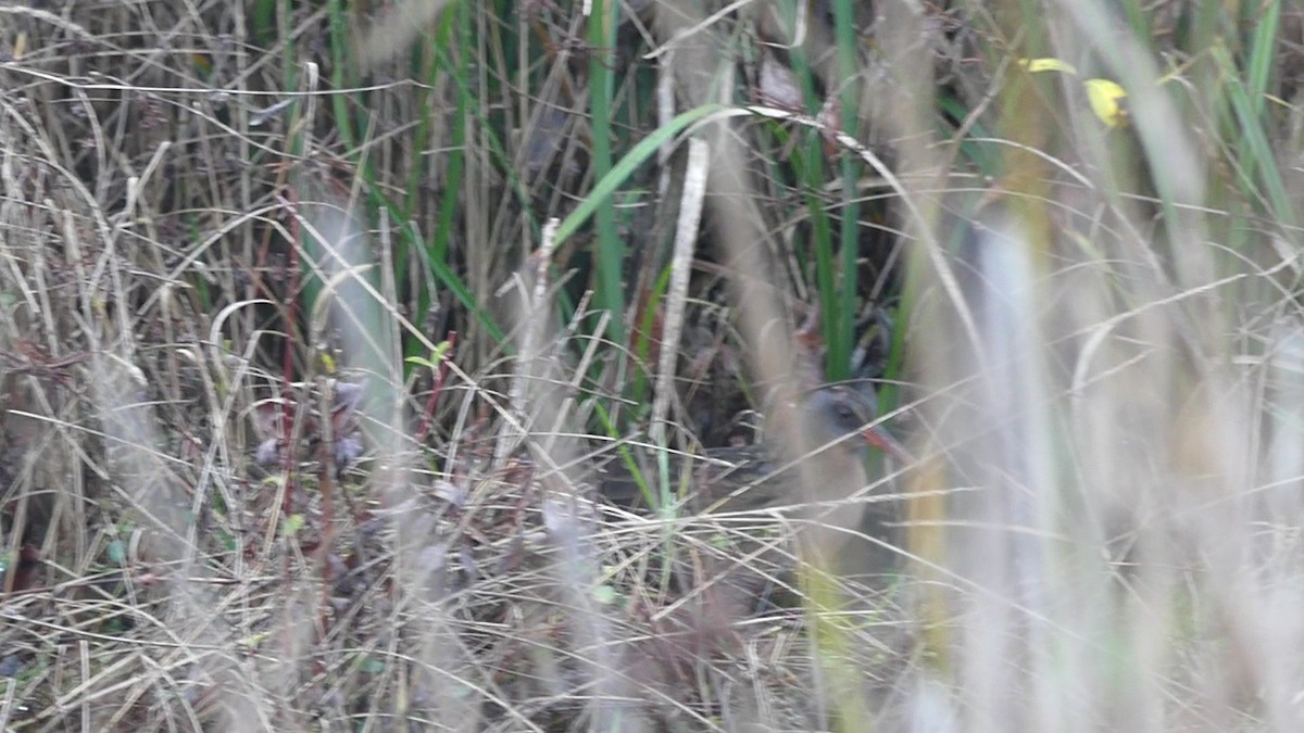 Пастушок віргінський - ML645792023