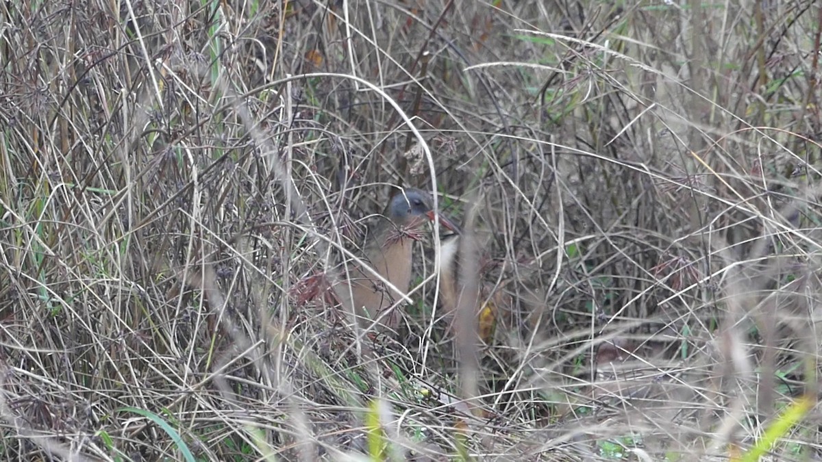 Пастушок віргінський - ML645792024