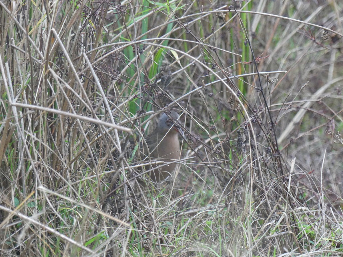 Пастушок віргінський - ML645792025