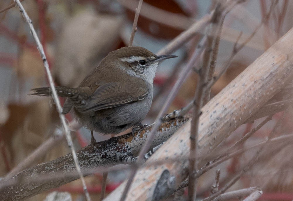 Bewick's Wren - ML645792032