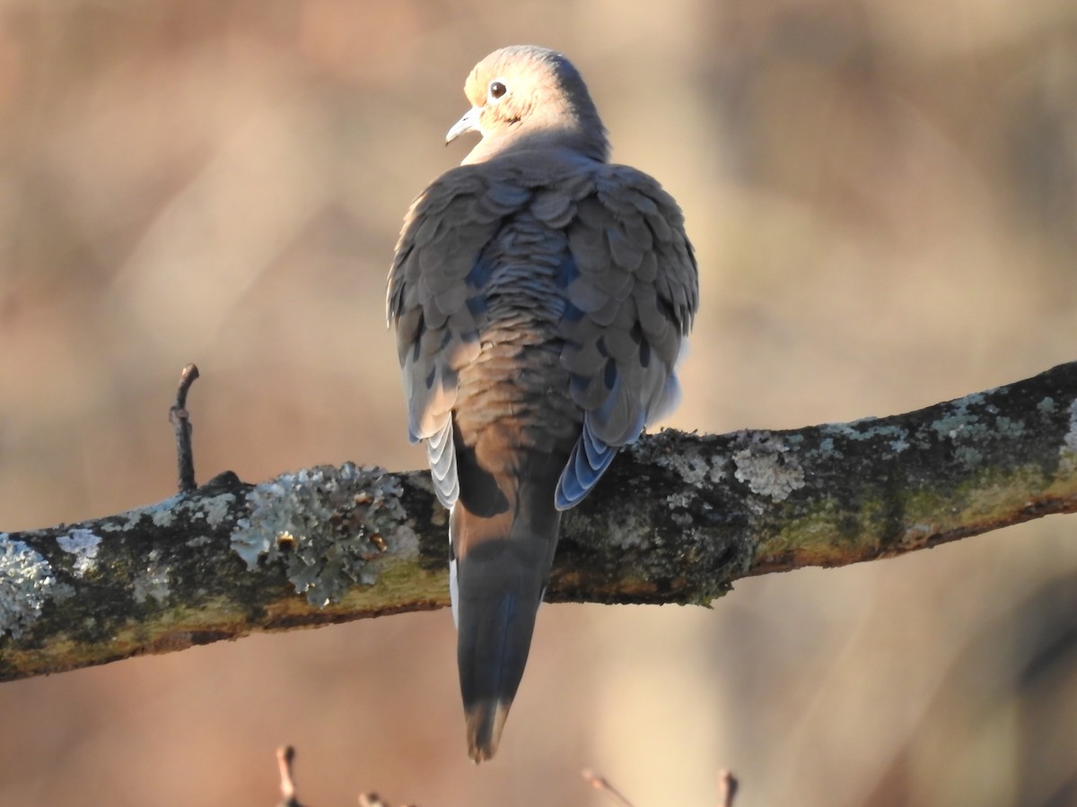 Mourning Dove - ML645792043