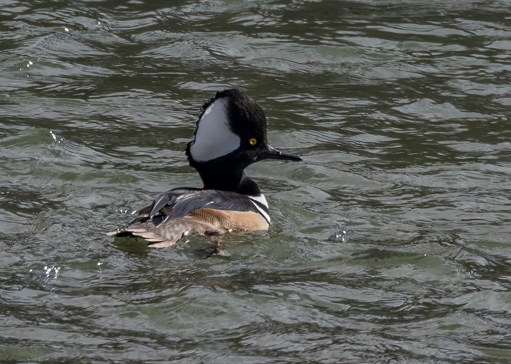 Hooded Merganser - ML645792049