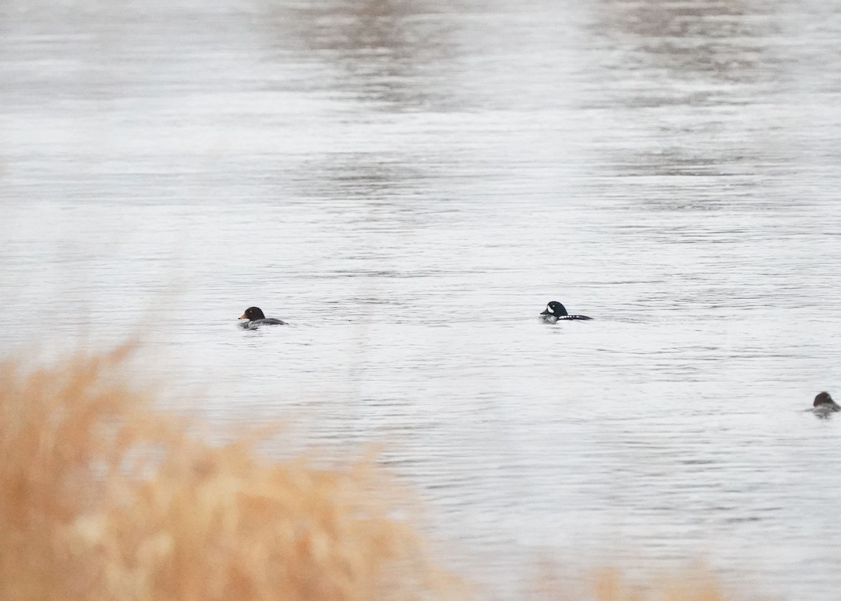 Murgilari islandiarra - ML645792050