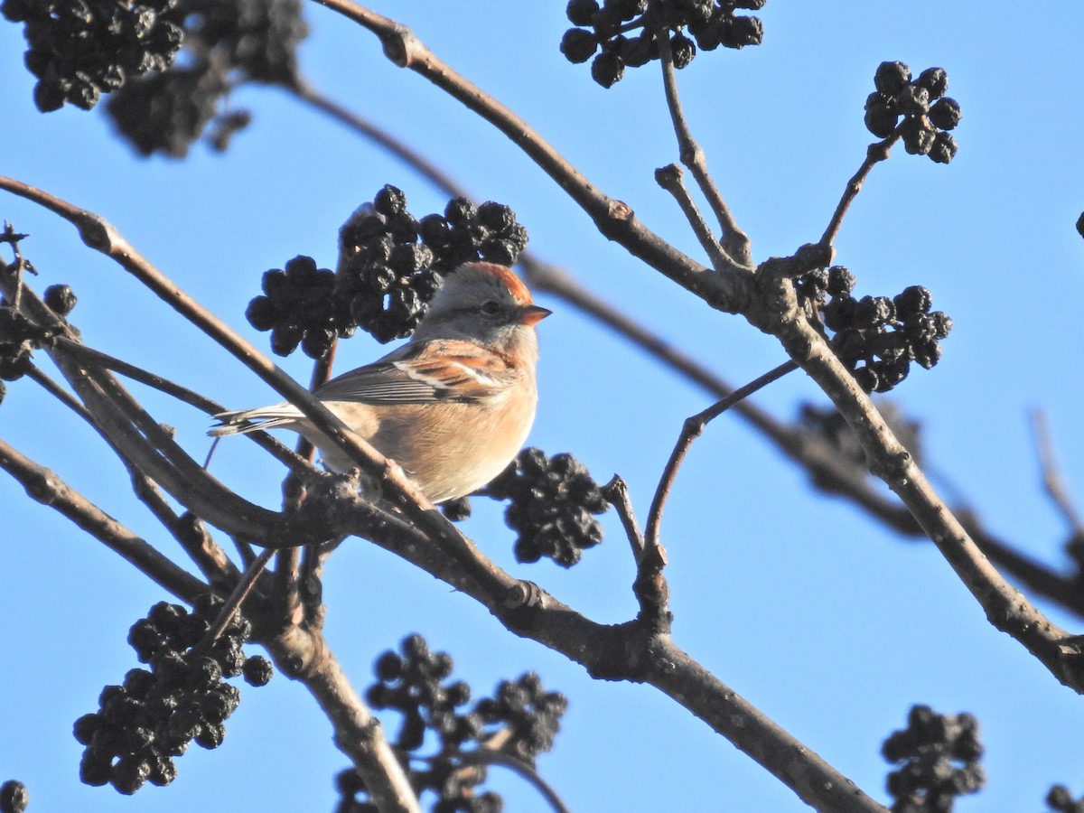 American Tree Sparrow - ML645792061