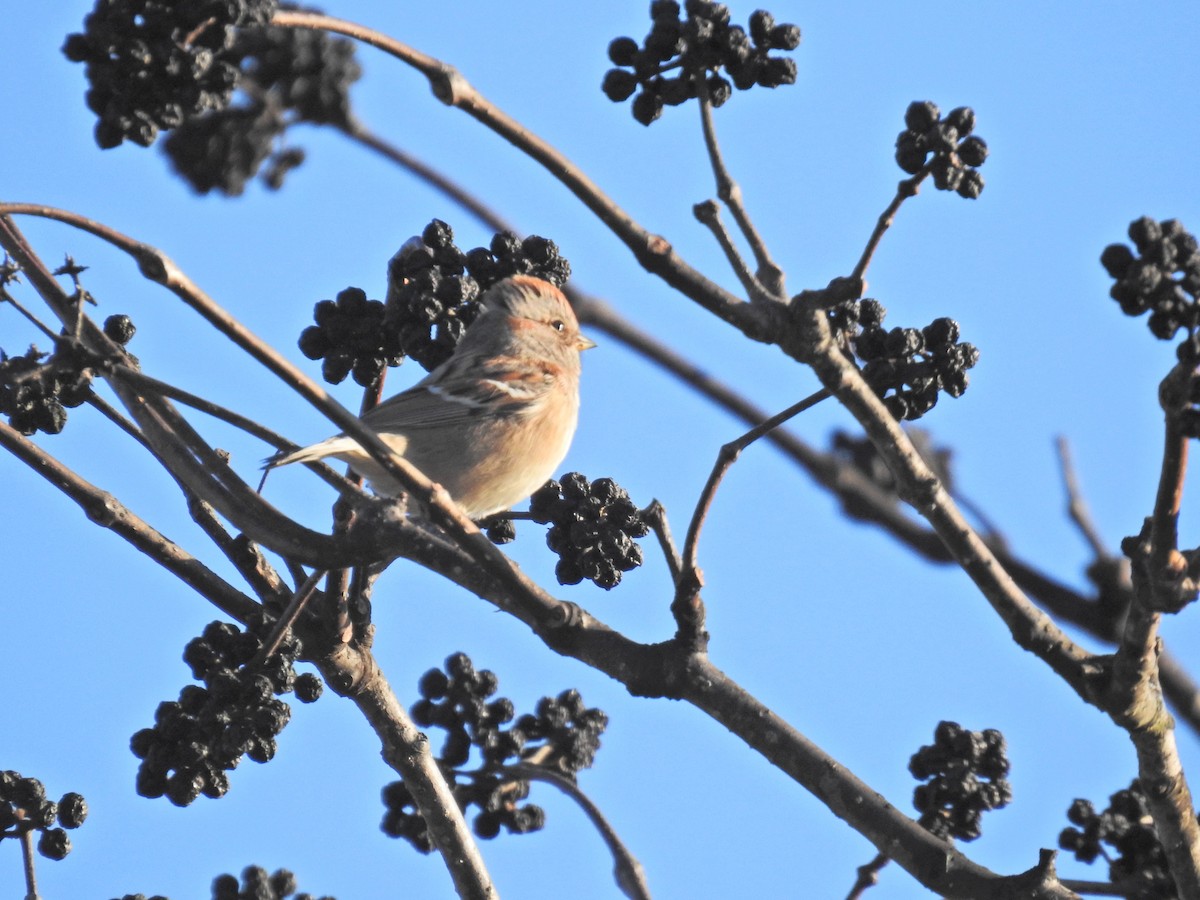 American Tree Sparrow - ML645792062