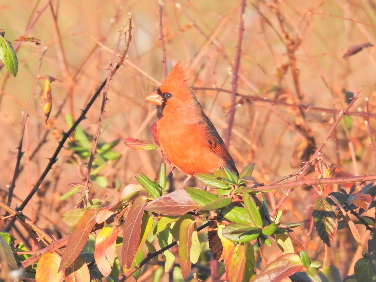 Northern Cardinal - ML645792066