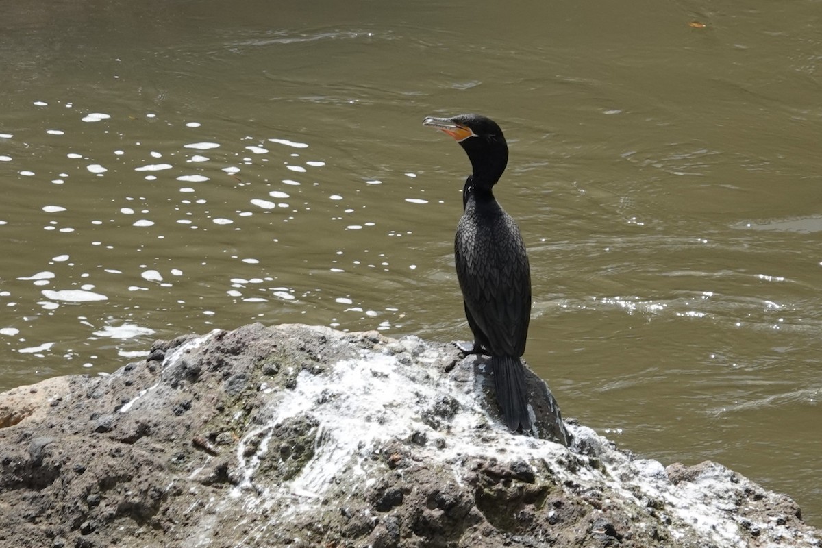 kormorán neotropický - ML645792068