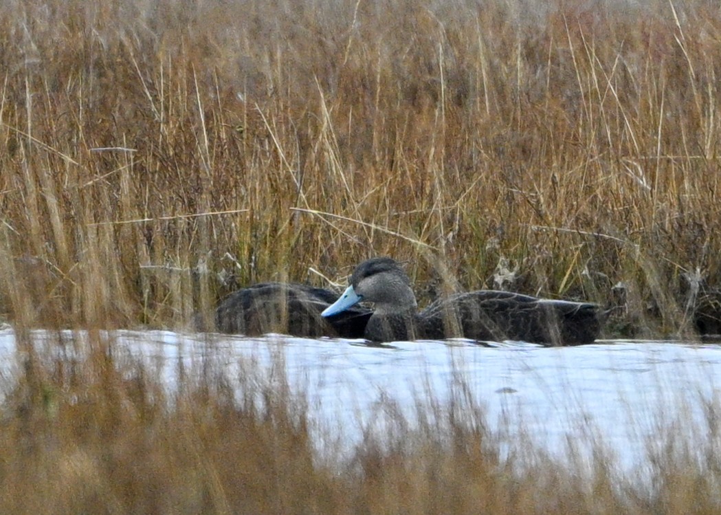 American Black Duck - ML645792069
