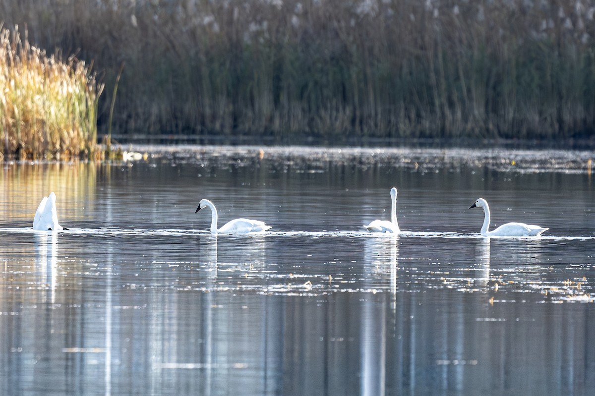 Tundra Swan - ML645792078