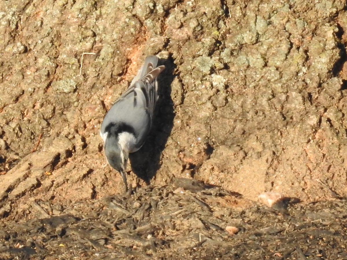White-breasted Nuthatch - ML645792081