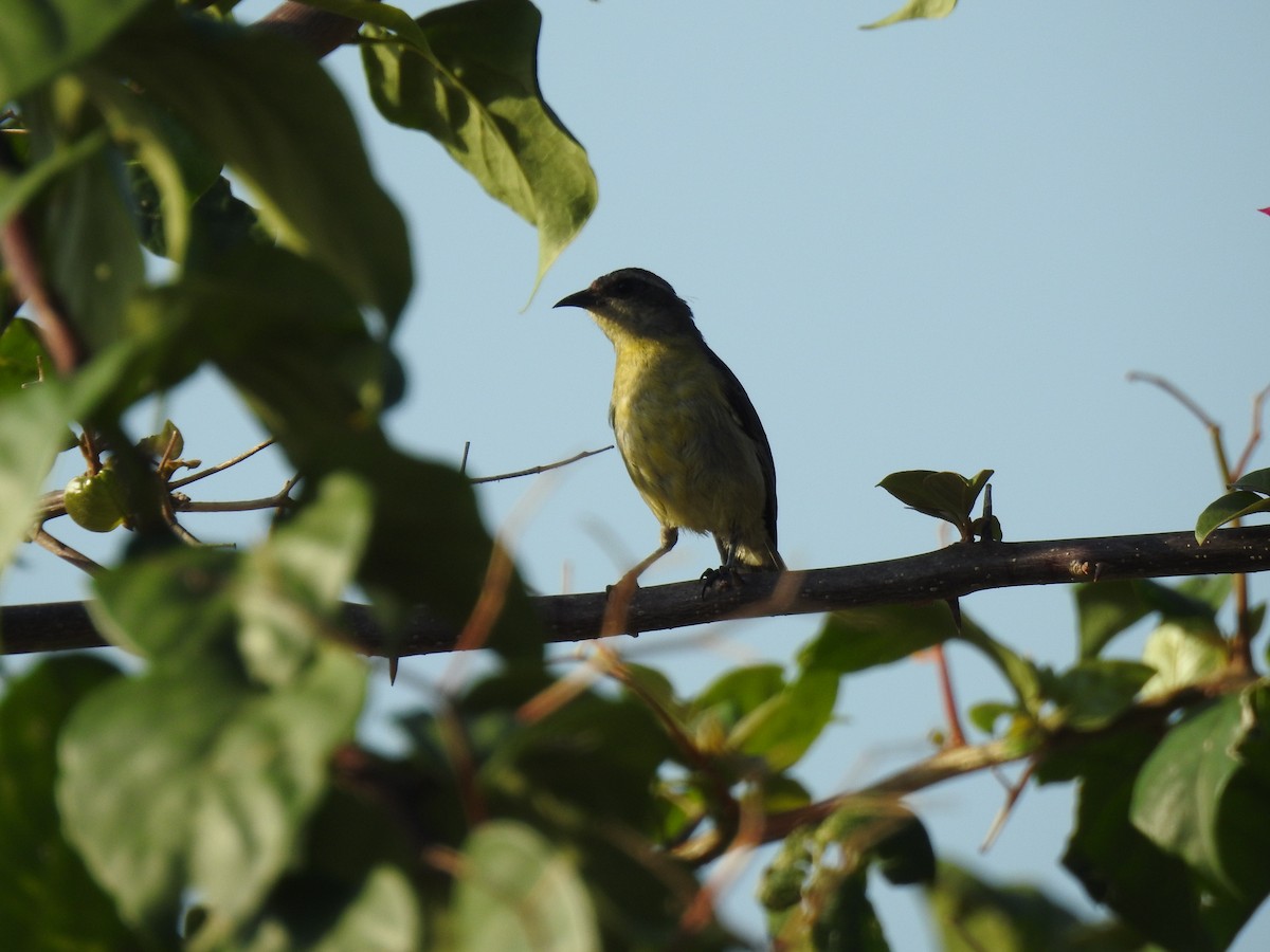 Sucrier à ventre jaune - ML645792082