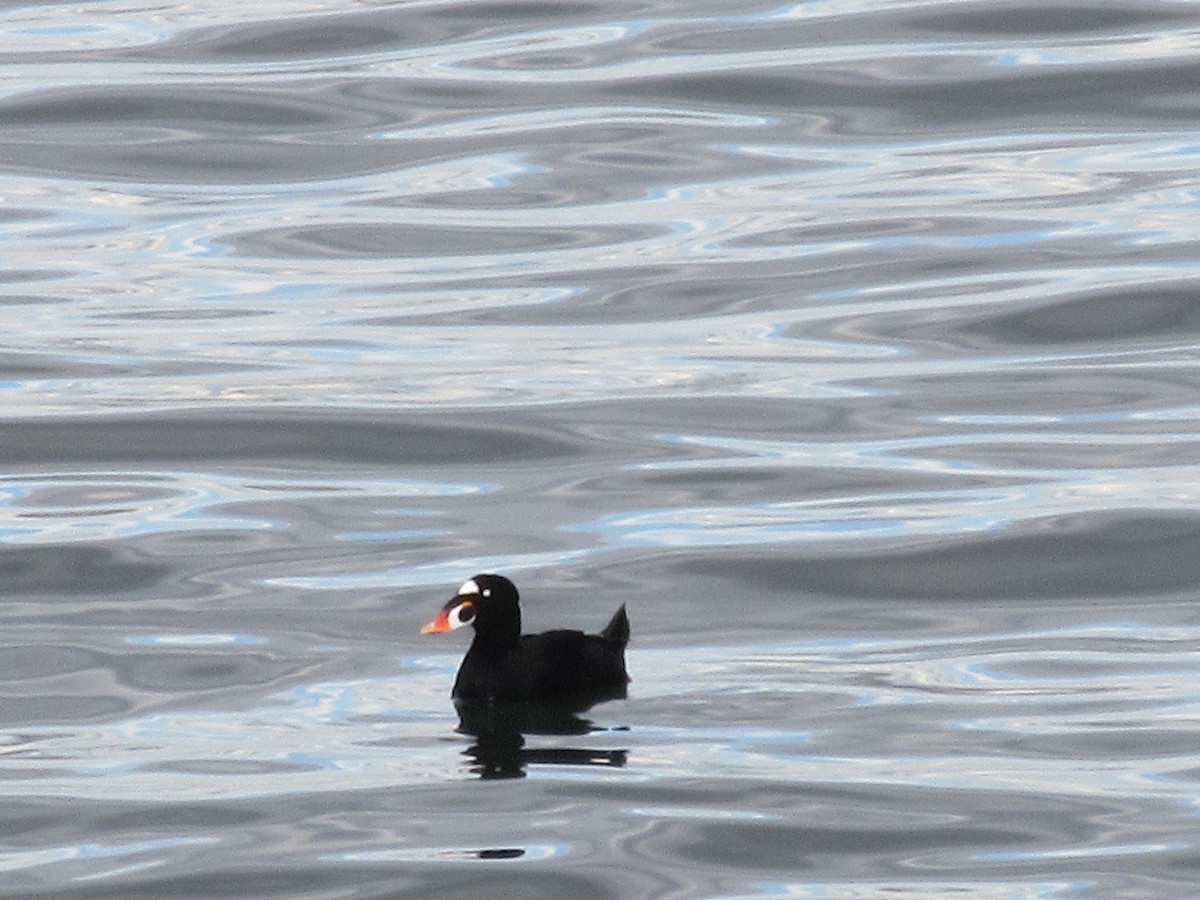 Surf Scoter - ML645792086