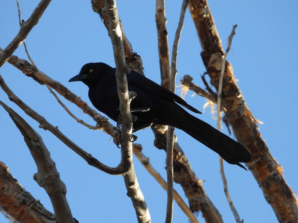 Great-tailed Grackle - ML645792087