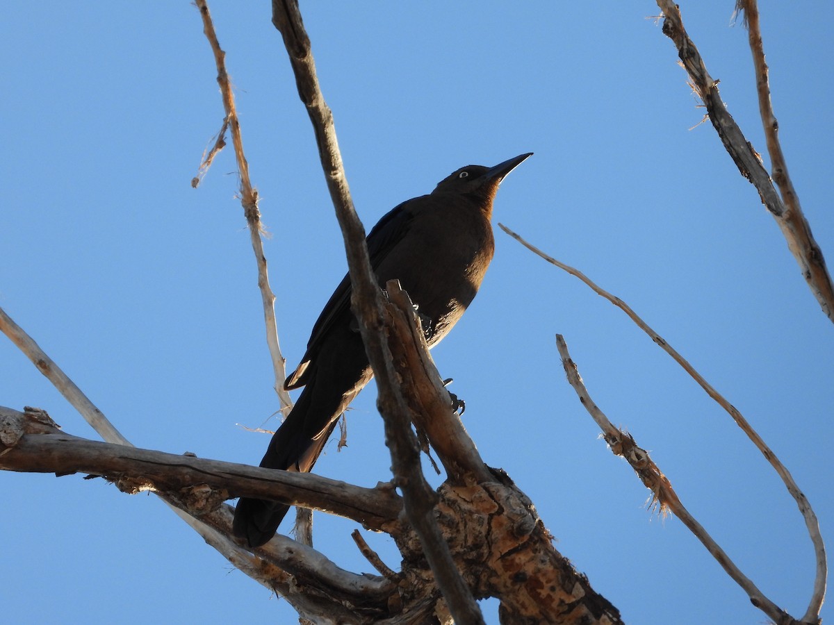 Great-tailed Grackle - ML645792088