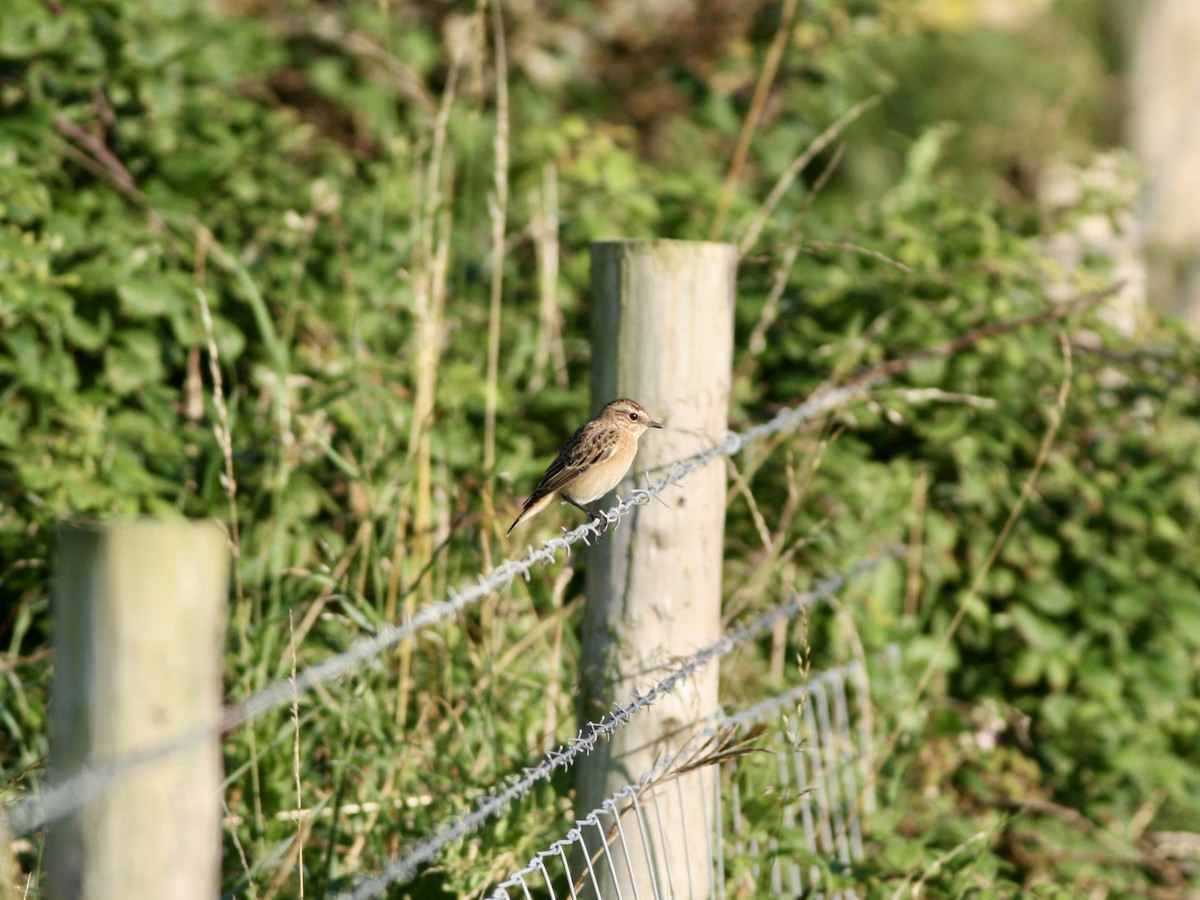 Whinchat - ML645792105
